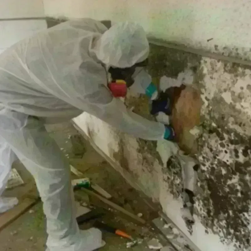 Mold Remediation and Removal in Cleveland, GA